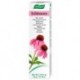 Crema Echinacea